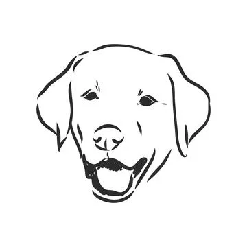 Vector image of an dog labrador on white background Ilustración de archivo
