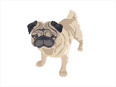 Vector image of a dog. Pug. Stock Illustration
