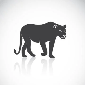 Vector image of an female lion 스톡 일러스트