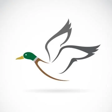 Vector image of an flying wild duck design on white background. Stock Illustration