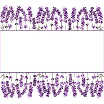 Vector image of a frame with lavender sprigs in lilac colors Stock Illustration