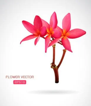 Vector image of frangipani flower on white background Stock Illustration