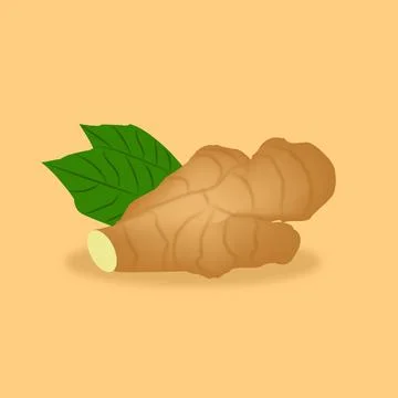 Vector image of fresh ginger (adrak). Stock Illustration