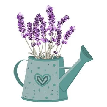 Vector image of a garden watering can with a bouquet of lavender Stock Illustration