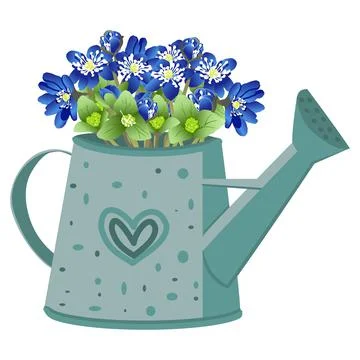 Vector image of a garden watering can with a bouquet of liverworm flowers Stock Illustration