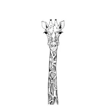 Vector image the giraffe head on the white background, Giraffe Logo, Giraffe Stock Illustration