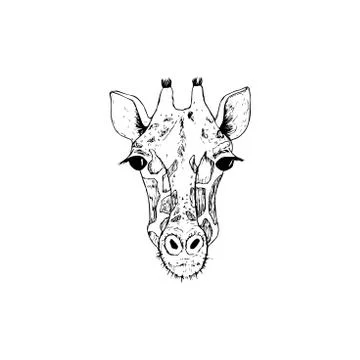 Vector image the giraffe head on the white background, Giraffe Logo, Giraffe Stock Illustration