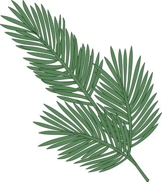 Vector image of a green spruce twig Stock Illustration