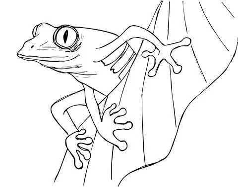 Vector image of a green tree frog on a white background. Vector 10 EPS. Stock Illustration