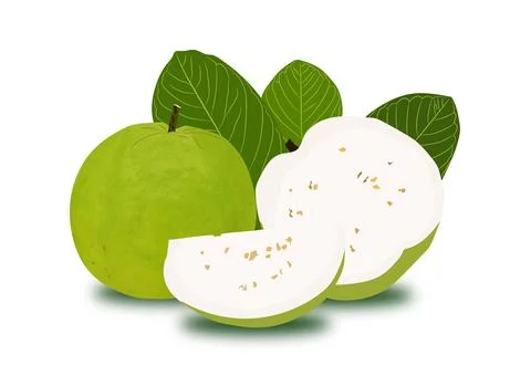 Vector image of guava. Illustrazione stock