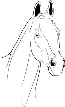 Vector image of a horse head, graceful portrait of a horse with black outline Stock Illustration