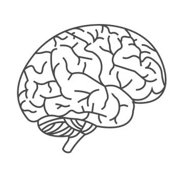 Vector image of the human brain with black lines on a white background Stock Illustration
