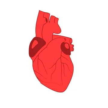 Vector image of human heart in red on white background Stock Photos