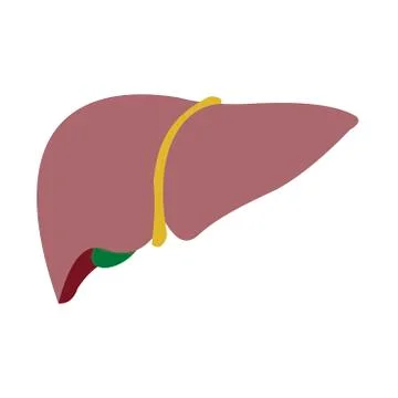 Vector image of human liver on white background Stock Illustration