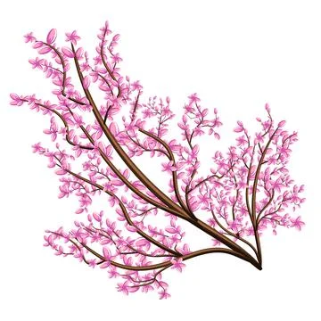Vector image isolated on white background. Branch in pink flowers. Sakura. Co Stock Illustration