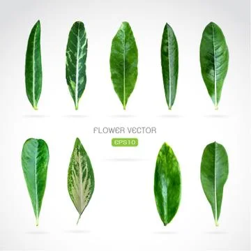 Vector image of leaves on white background Stock Illustration