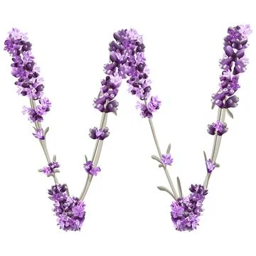 Vector image of the letter W of the English alphabet in the form of lavender  Stock Illustration