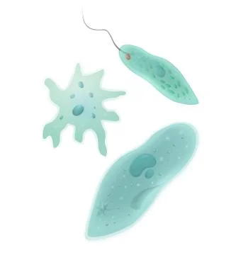 Vector image of macro illustration of Protozoa Stock Illustration