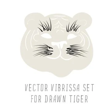 The vector image of the muzzle of the tiger faded and bright close vibrissa, as Stock Illustration