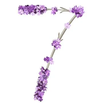 Vector image of the number 7 in the form of lavender sprigs in bright purple  Stock Illustration