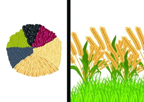 Vector image of paddy field. Stock Illustration