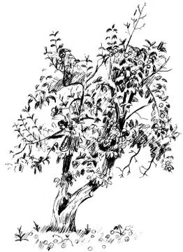 Vector image of pear tree with branches and fruits Stock Illustration