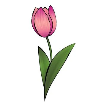Vector image of pink tulip with black contours Stock Illustration