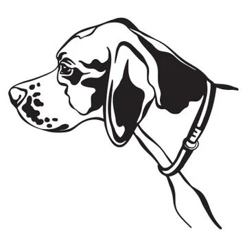 Vector image of pointer dog on white background Stock Illustration