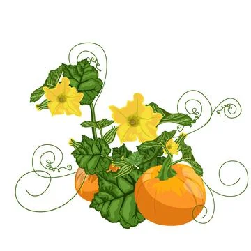 Vector image of a pumpkin in the process of growth. Cartoon style. Concept. I 스톡 일러스트
