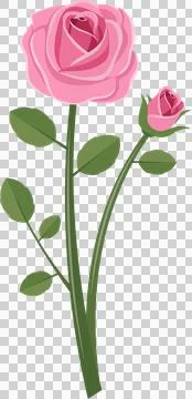 A vector image of a rose bush with a fully blossomed rose and a rosebud aga.. Stock Illustration