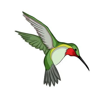 Vector image of Ruby-throated Hummingbird. Ilustración de archivo