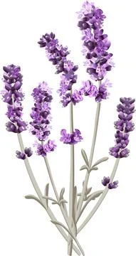 Vector image of several sprigs of lavender in a bright color Stock Illustration