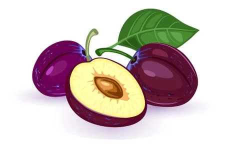 Vector image shows ripe purple plums with pit and leaf Stock Illustration
