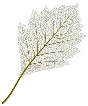 Vector image of Skeleton Aspen Leaf Stock Illustration