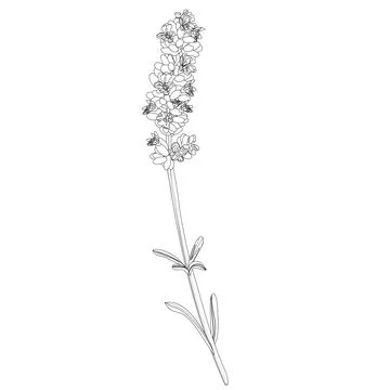 Vector image of a sprig of lavender in black and white Stock Illustration