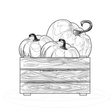 Vector image of three pumpkins in a box Isolated on white background in lines 스톡 일러스트