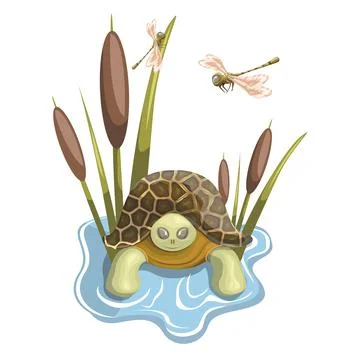Vector image of a turtle swimming in its pond 스톡 일러스트