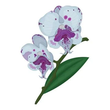 Vector image of two orchid flowers Stock Illustration
