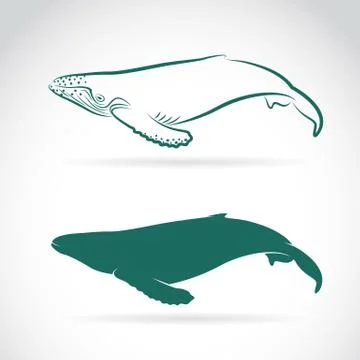 Vector image of whale on white background Stock Illustration