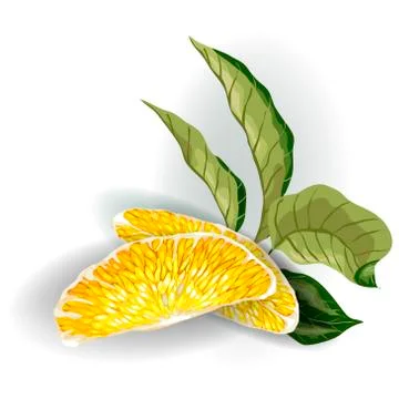 Vector image on the white background of Decorative Element with 2 orange citr Stock Illustration
