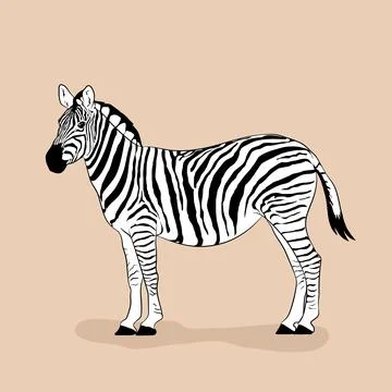 Vector Image Of Zebra Animal イラスト素材