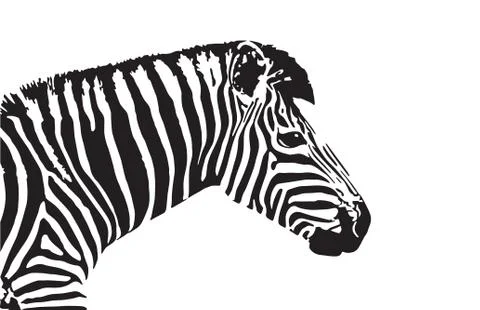 Vector image of an zebra head Stock Illustration