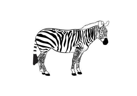 Vector Image Of Zebra Stock Illustration