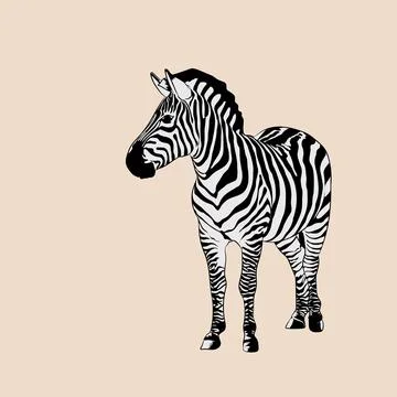 Vector Image Of Zebra Illustrazione stock