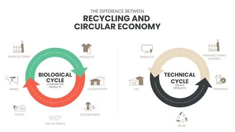 The vector infographic diagram of the difference between the circular economy Stock Illustration