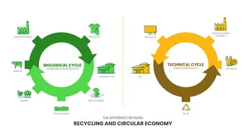 The vector infographic diagram of the difference between the circular economy Stock Illustration