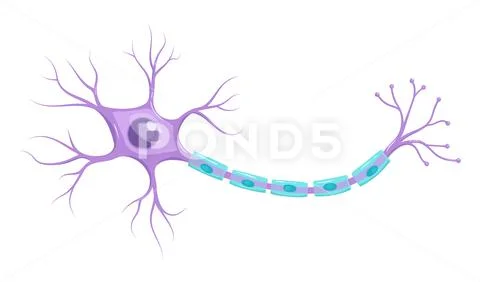 Vector infographic of neuron anatomy (nerve cell axon and myelin sheath ...