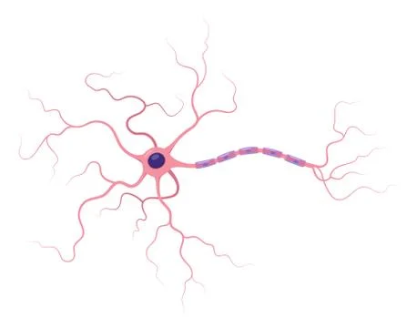 Vector infographic of neuron anatomy. Structure. Stock-Illustration