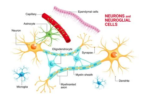 Vector infographic of Neuron and glial cells (Neuroglia). Stock Illustration