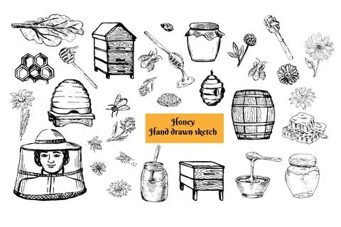 Vector ink drawing honey jar, pot, hiver, bee, barrel and chamomile flowers, Stock Illustration
